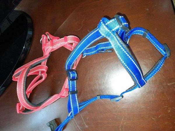 Image 3 of Small dog harnesses and collar with lead set