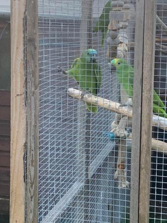 Image 3 of Wanted blue fronted amazon, location thetford