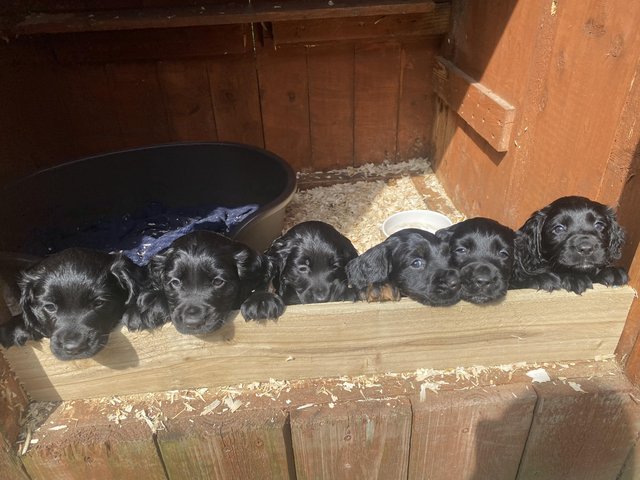 Preview of the first image of Beautiful Litter of Cocker Spaniels.