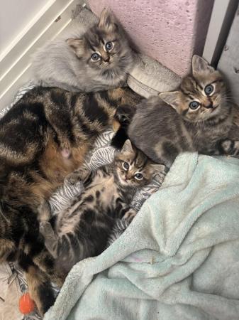 Image 8 of Kittens ready now. 1 boy and 1 girl. Born 14th April