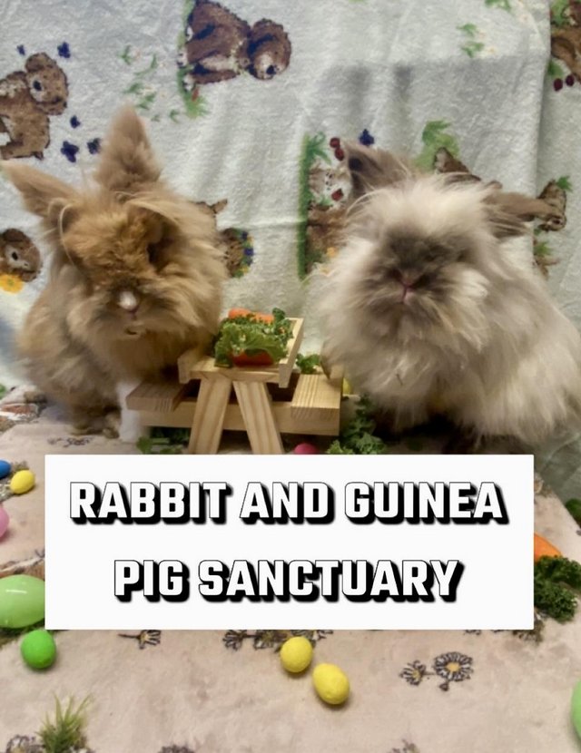 Preview of the first image of Sanctuary for Rabbit and Guinea Pigs and more.