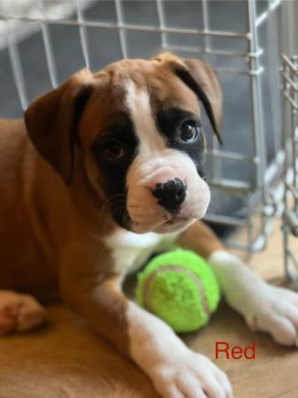 Image 17 of Adorable KC Boxer Puppies