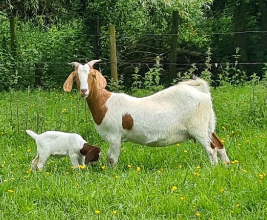 Image 2 of Boer Cross Nanny Goat with Nanny kid
