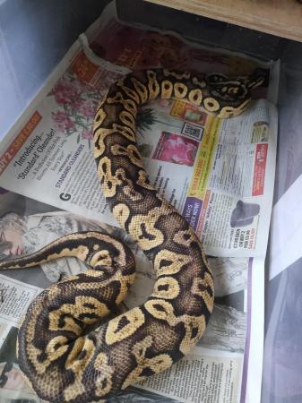 Image 4 of Female pastel yellow belly