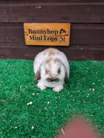Image 6 of Miniature Lop Baby Rabbits available now