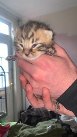 Image 1 of Kittens for sale not ready until 22nd may