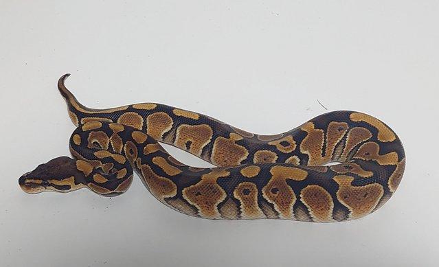 Preview of the first image of 2023 Female Special Ball Python.