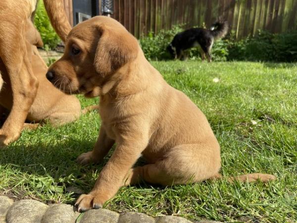Image 10 of KC Registered Red Labrador Puppies
