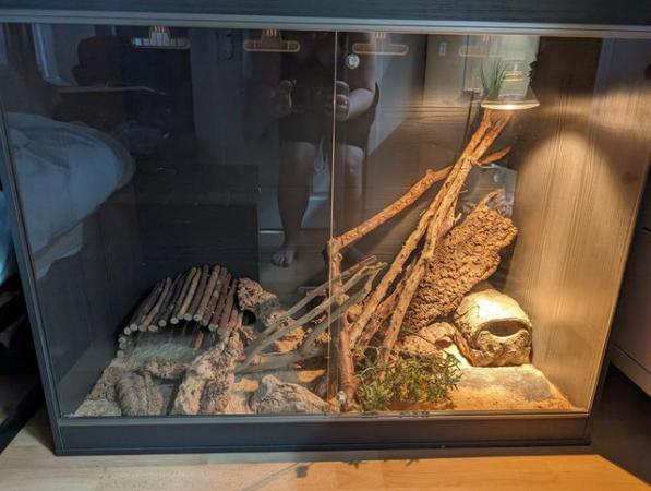 Image 6 of PROVEN MALE ACKIE MONITOR + FULL SETUP FOR SALE