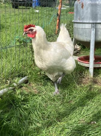 Image 1 of Poulet Bresse Gauloise hatching eggs £2.50 each