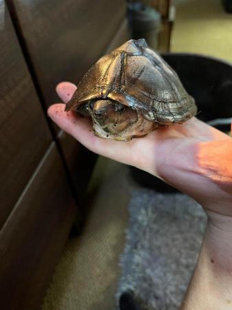 Image 4 of Razorback Musk Turtle for rehoming