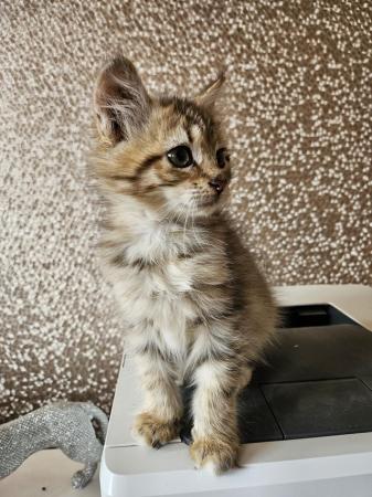 Image 2 of 6 gen female Siberian kitten ready now