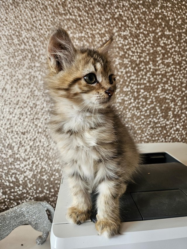 Preview of the first image of 6 gen female Siberian kitten ready now.