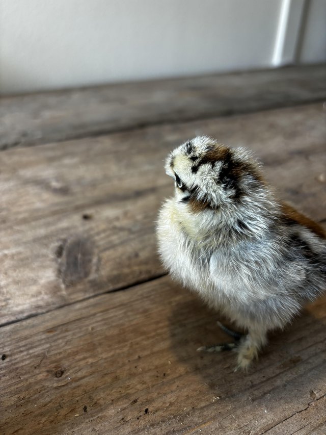 Preview of the first image of 1 week old pure silkie chicks, 2 black and 1 striped chick.