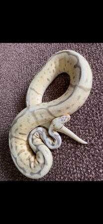 Image 4 of Cutting down Ball Python collection - **UPDATED**