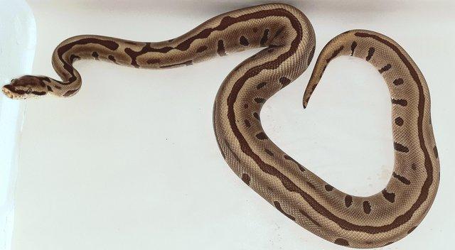 Image 21 of Reduced ball python collection all must go ready now.