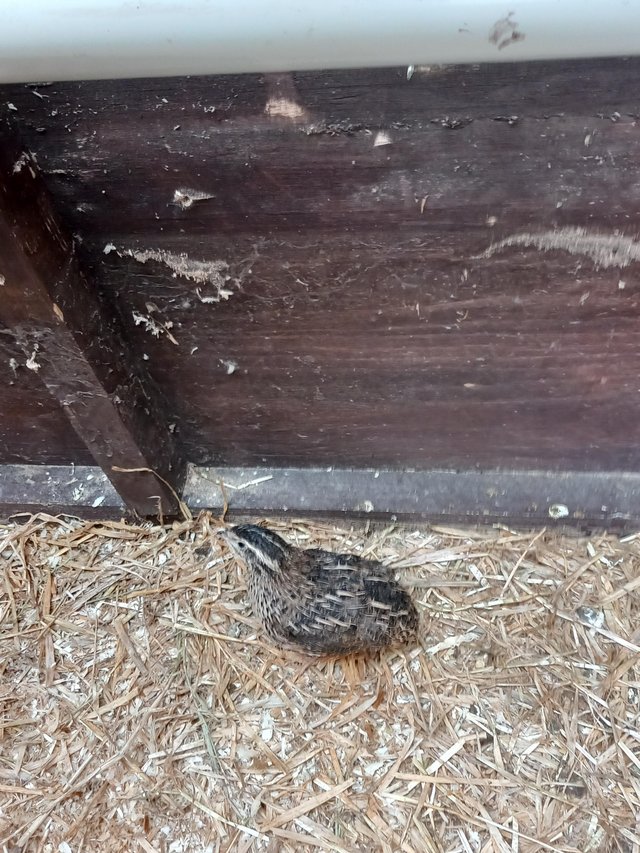 Preview of the first image of Coturnix quails free to good home.
