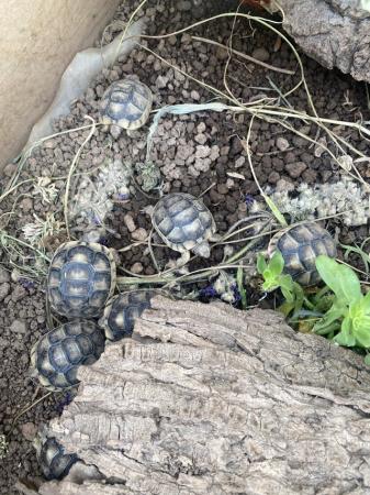 Image 5 of Marginated tortoise 2024 hatchlings for sale