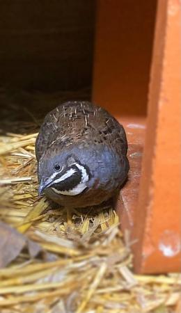 Image 1 of Chinese Painted Button Quail
