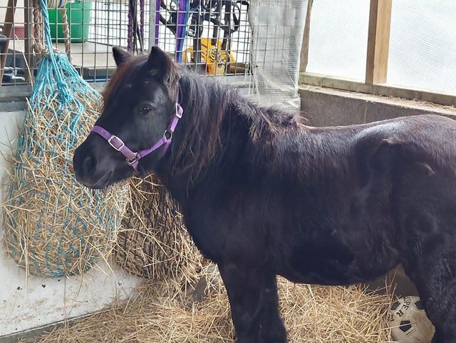 Preview of the first image of Registered Shetland Mare For Loan.