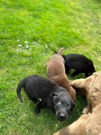 Image 7 of Labrador retriever puppies