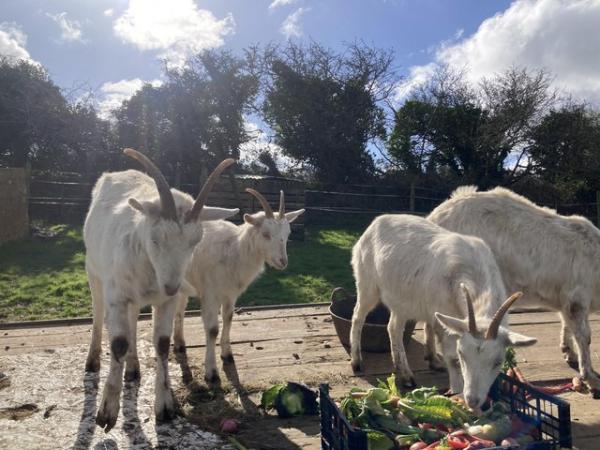 Image 3 of 4 goats for sale  2 boys 2 girls saanen bred