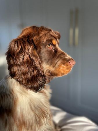 Image 9 of KC SHOW TYPE COCKER SPANIEL FOR STUD