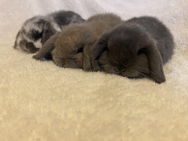 Preview of the first image of Beautiful Pure bred mini lops..