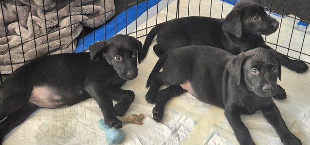 Image 4 of Working black lab puppies for sale