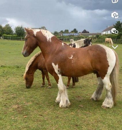 Image 6 of 13.1hh coloured cob perfect second pony