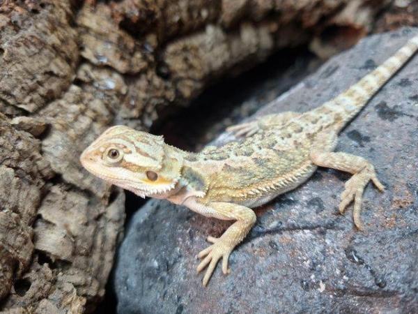Image 8 of Lots of Bearded dragons for sale