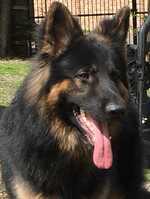 Image 3 of Top Quality Red & Black Longcoated GSD Pups