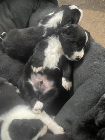 Image 5 of Labrador x collie puppies