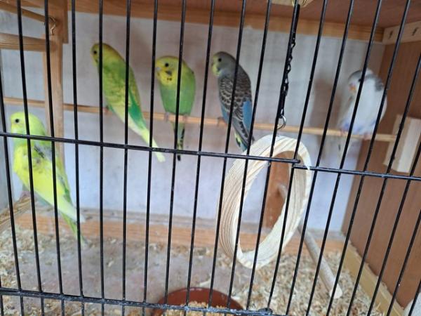 Image 2 of 10 week old budgies various colours.