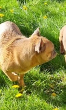 Image 5 of Male fFrench bulldog for sale