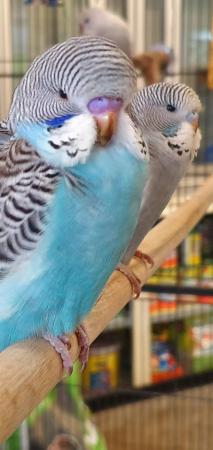 Image 2 of Beautiful Baby Budgies Available Now