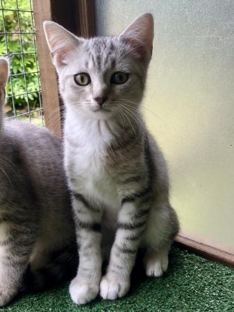 Image 9 of Ragdoll x Mainecoon x British Shorthair Silver Kittens