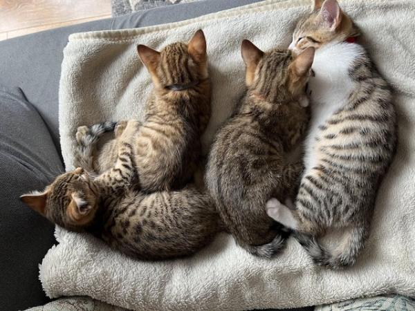 Image 19 of Beautiful Bengal Mix Kittens