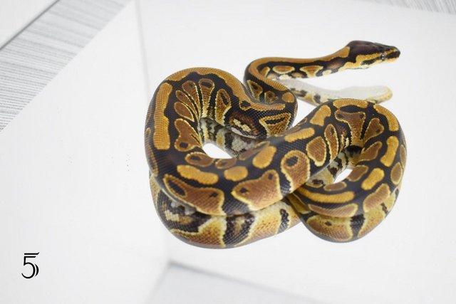 Image 2 of Ball python, Regius, clown, lovely snakes available !!
