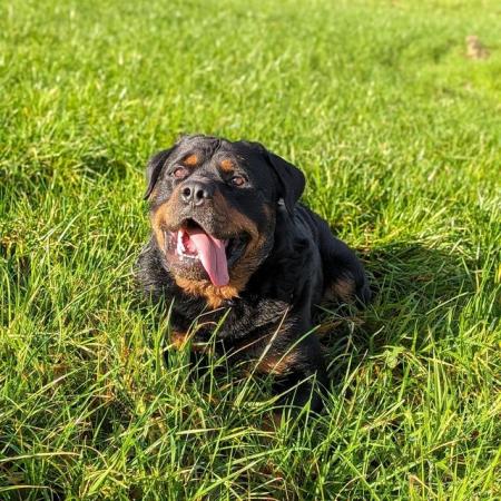Image 3 of Outstanding chunky rottweiler puppys