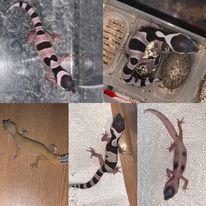 Image 1 of Baby Female Leopard Geckos For Sale