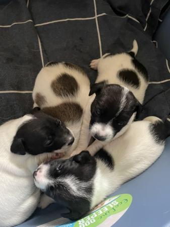 Image 2 of Jack Russell puppies 1 male and 3 female