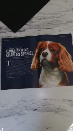 Image 15 of Extensively Health Tested Cavalier King Charles Spaniel Stud