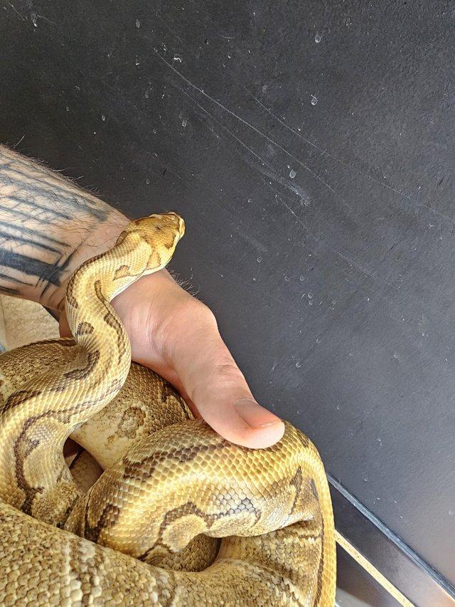 Preview of the first image of 3 years old royal python (male).