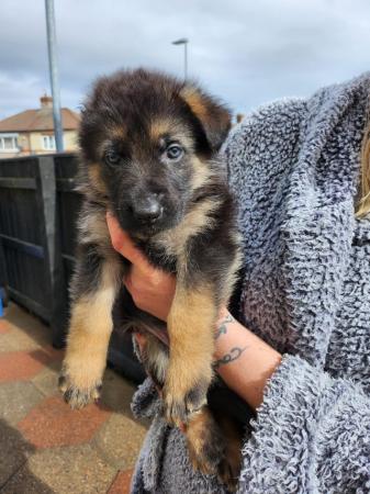 Image 16 of German Shepherd puppies for sale