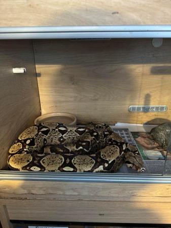 Image 4 of Various adult Boa constrictor morphs for sale