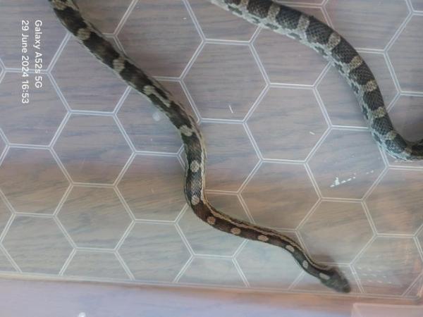 Image 10 of Anery Male corn snake and starter setup for sale