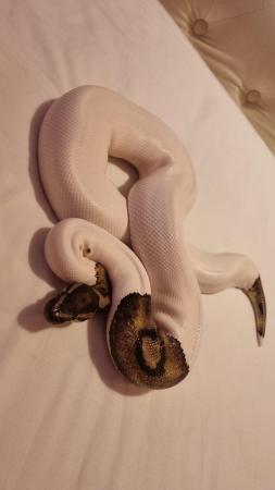 Image 3 of 5 years old pied ball python