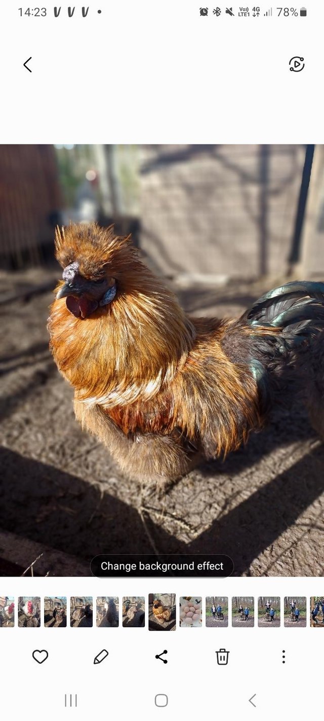Preview of the first image of Black/Gold Silkie cockerel for sale 15 months old.
