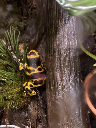 Image 6 of Dart frogs (blue azureus) and other frogs